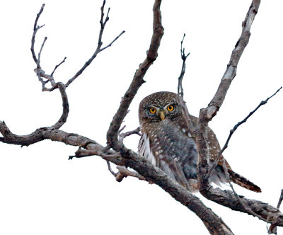 Northern Pygmy-Owl