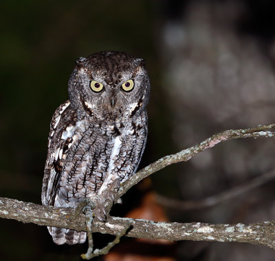 Eastern Screech-Owl