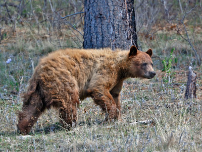 Black Bear