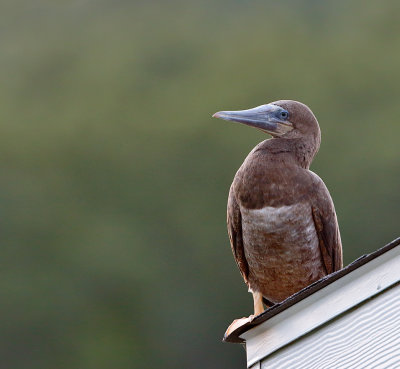 Brown Booby