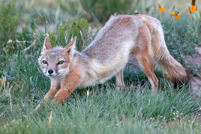 Swift Fox