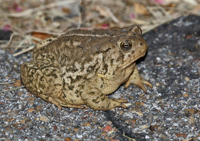 Woodhouse's Toad