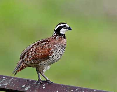 Northern Bobwhite