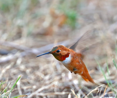 Rufous Hummingbird