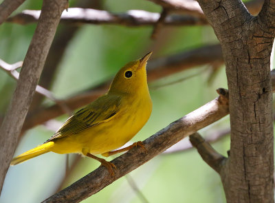 Yellow Warbler