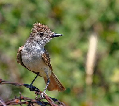 Ash-throated Flycatcher