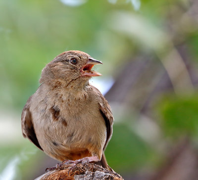 Canyon Towhee