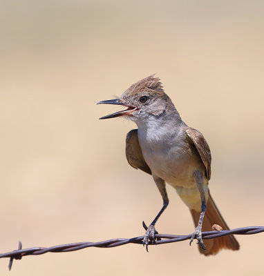 Ash-throated Flycatcher