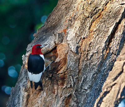 Red-headed Woodpecker