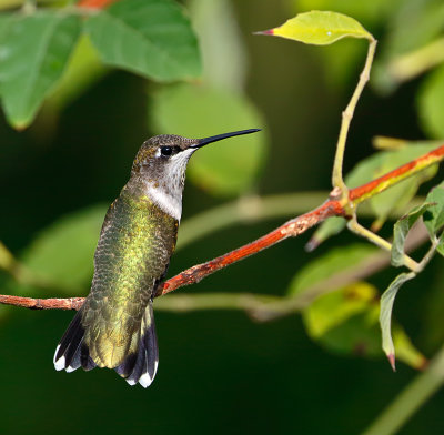 Ruby-throated Hummingbird