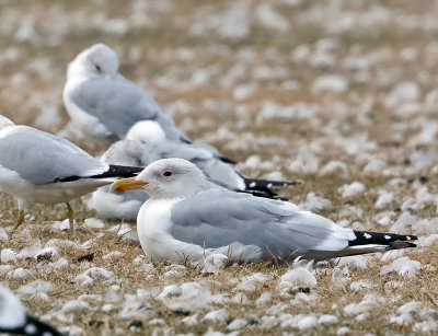 Thayer's Gull