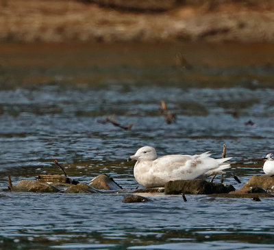 Glaucous Gull