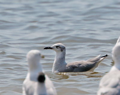 Laughing Gull