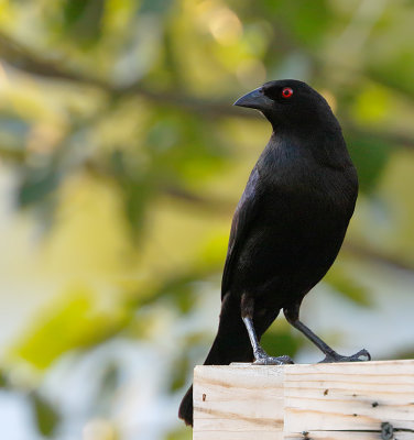 Bronzed Cowbird