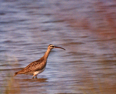 Whimbrel