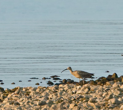 Whimbrel