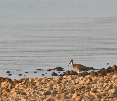 Whimbrel