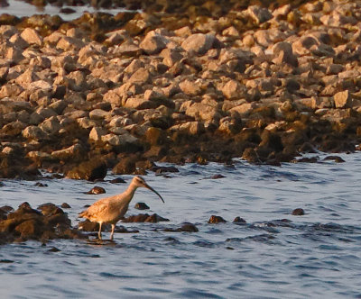 Whimbrel