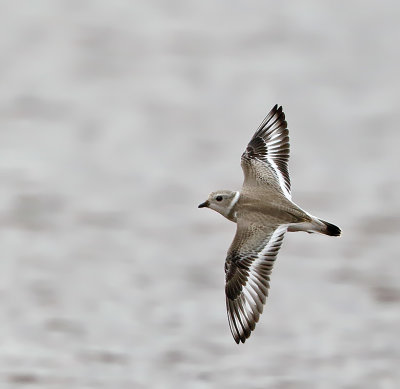 Piping Plover