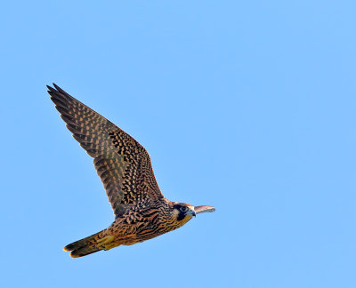 Peregrine Falcon