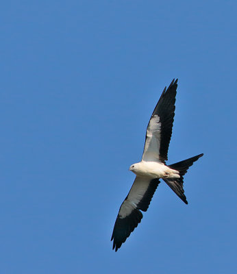 Swallow-tailed Kite