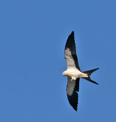 Swallow-tailed Kite