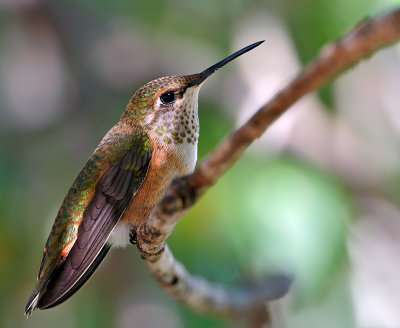 Rufous Hummingbird