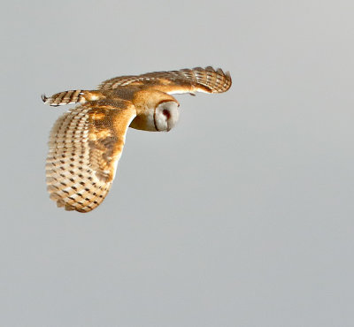 Barn Owl