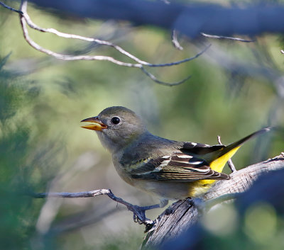 Western Tanager