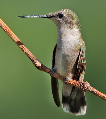 Ruby-throated Hummingbird