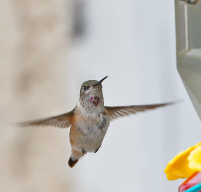 Calliope Hummingbird