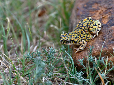 Chihuahuan Green Toad