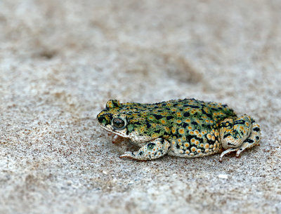 Chihuahuan Green Toad