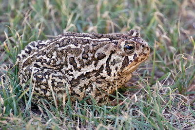 Rocky Mountain Toad