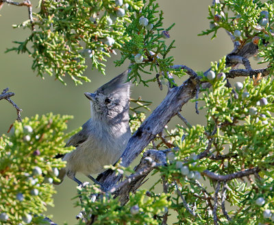 Juniper Titmouse