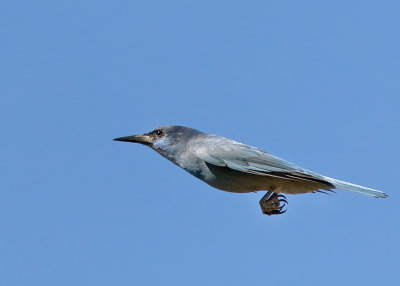 Pinyon Jay