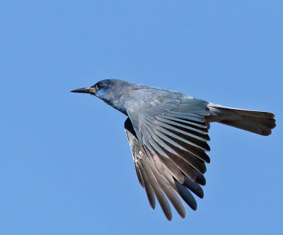 Pinyon Jay