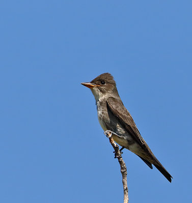 Olive-sided Flycatcher