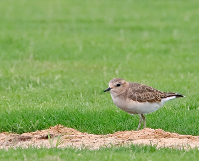 Mountain Plover