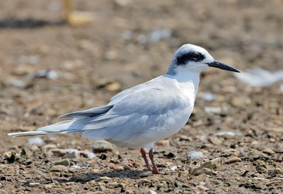 Forster's Tern