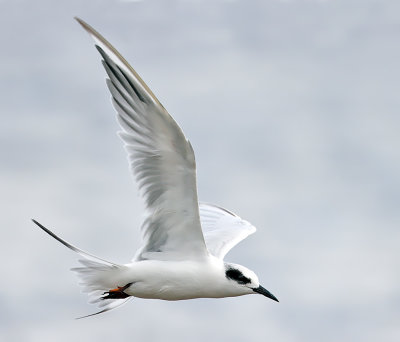 Forster's Tern