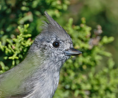 Juniper Titmouse