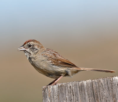 Rufous-crowned Sparrow