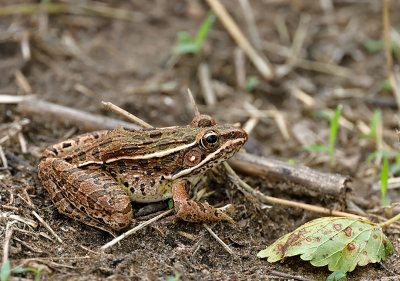 Plains Leopard Frog