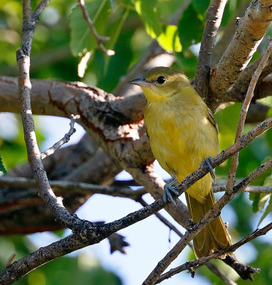 Orchard Oriole