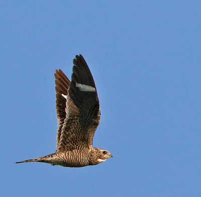 Common Nighthawk