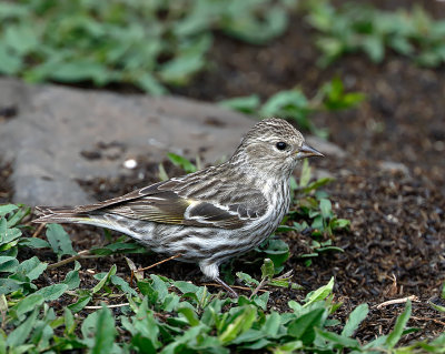 Pine Siskin