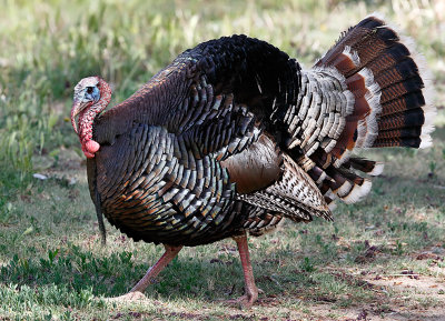 Wild Turkey