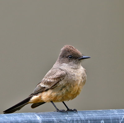 Say's Phoebe