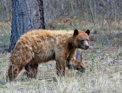 Black Bear